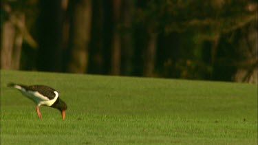 A Common Pied Oystercatcher is seeking for food on a golf green.