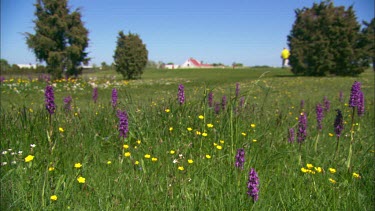 A summer field with early-purple orchid, golfers in the background