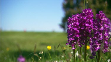 An early-purple orchid on a summer field