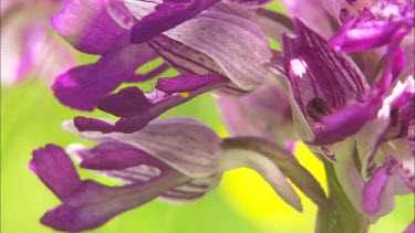 Close up of an early-purple orchid