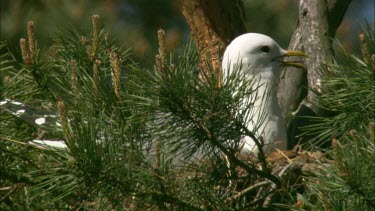 Close up of a sea gull, lying on a birds nest on a tree branch, shrieking