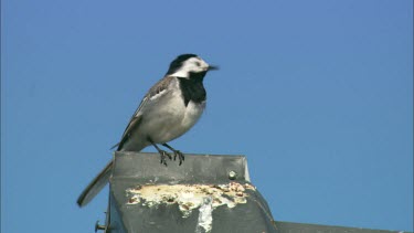 A coal tit on a roof, watching and cleaning