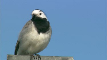 Close up of a coal tit on a roof, cleaning and flying away