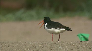 A Common Pied Oystercatcher is cleaning on a coarse sand