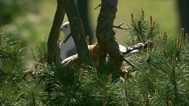 A sea gull, lying on a birds nest on a tree branch, watching