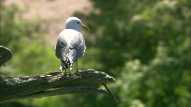 A sea gull standing on a tree branch, watching and shrieking