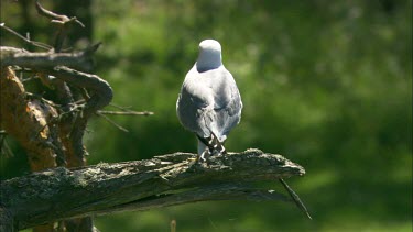 A sea gull standing on a tree branch, watching and shrieking
