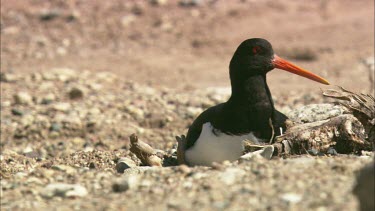 A Common Pied Oystercatcher sits on eggs on a coarse sand