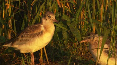 A close up of two baby black headed gulls standing by reed.
