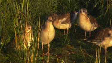 A close up of a group of baby black headed gulls standing on the grass among thick reed