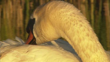 An extreme close up of a mute swan preening feathers.