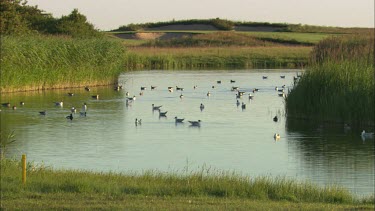 A large group of birds in a lake.