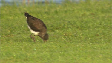 A close up of a lapwing standing on a grass field .