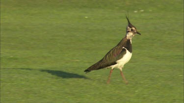 A close up of a lapwing walking around on a grass field.