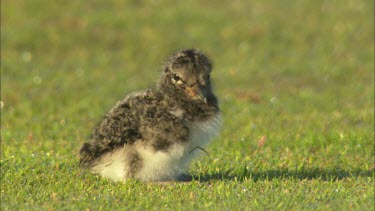 An extreme close up of a baby common pied oystercatcher sitting on a grass field