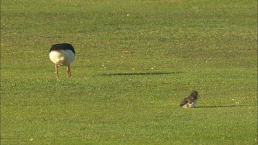 A close up of two  common pied oystercatcher on a grass field.