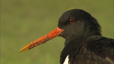 An extreme close up of a common pied oystercatcher.