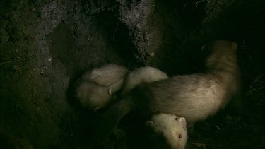 Ferrets in a burrow.