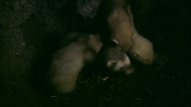 Ferrets in a burrow.