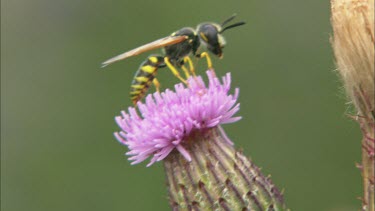An extreme close up of an insect on a flower