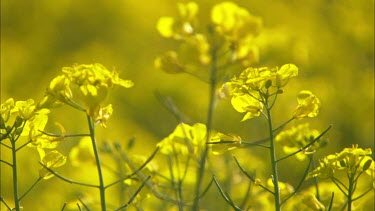 Close up of rapeseed