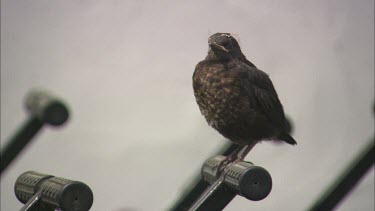 Baby redwing on a golf cart