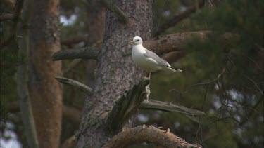 A sea gull standing on a tree branch, watching