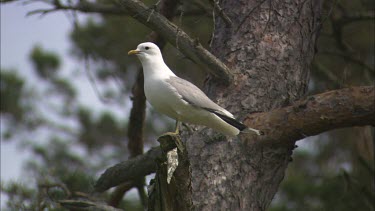 A sea gull standing on a tree branch, watching