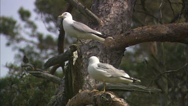 Two sea gulls are standing on a tree branch, watching