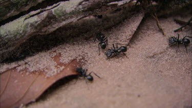 Black ants on a leaf in Venezuela, filmed from above.