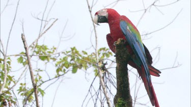 A Scarlet Macaw parrot in a tree in Venezuela.