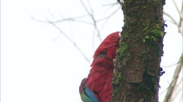 A Scarlet Macaw parrot in a tree in Venezuela, chewing on bark.