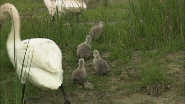 Two Swans with cygnets are walking on the grass
