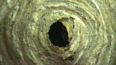 Close up of wasps crawling in to a wasp's nest