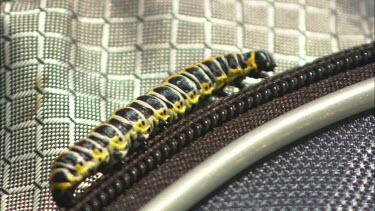 Close up of a larva crawling on a golf bag