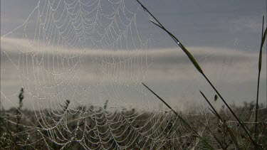 Spiderweb moving in the wind. South Africa.