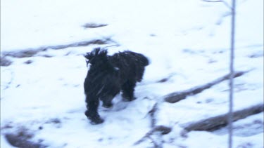 A small black dog walking around in the forest.