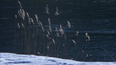Some reed swaying in the winter wind, lake in the background.