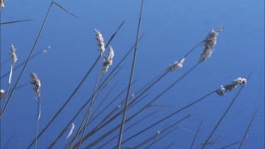 Close up of the top of some reed swaying in the winter wind, lake in the background.