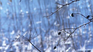Close up of dead branches with reed in the background.