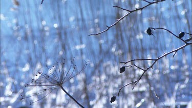 Close up of dead branches with reed in the background, going out of focus