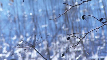 Close up of dead branches with reed in the background, focusing on the latter in the end.