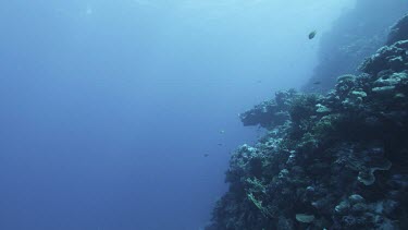 Eye level coral reef drop off. Some fish swimming.