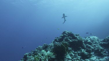 Low angle pan with reef shark swimming towards divers at coral reef drop-off. Diver's have re-breathers.