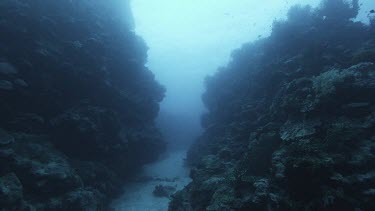 Rocky seabed underwater, coral tropical seas.Contrast light and dark.