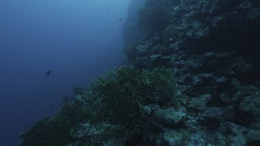 Track pov point of view swimming along coral reef with green hard corals, possible staghorn