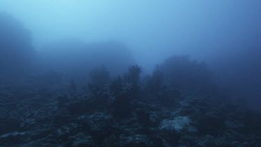 Rocky seabed with some coral, a small school of fish swim past in the background, otherwise no fish.