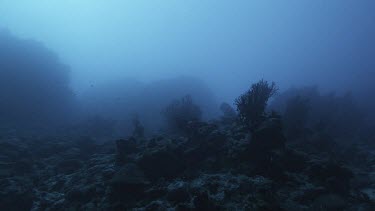 Rocky seabed with some coral, school of fish swim past in the background. Backlit, silhouette.