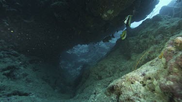 Black yellow white butterfly fish swimming seeking protection in narrow crevice in rocky ledge, coral reef.