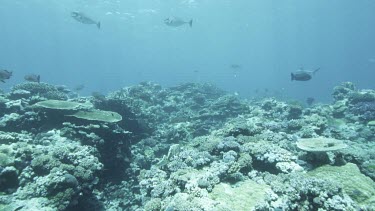 Lockdown shot of fish over coral reef, then tilt up to reef shark.
